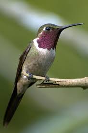 Finde bilder, die zum thema hocken und kolibri und vogel passen. Kolibri Der Winzige Superathlet Schopfung