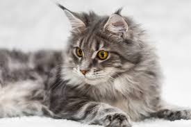 September 14, 1985 in rio de janeiro, rio de janeiro state, brazil. Maine Coon Lustige Waschbaren In Katzenform Katze Net