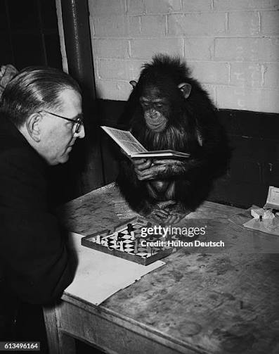 263 Chimpanzee House Stock Photos, High-Res Pictures, and Images - Getty  Images