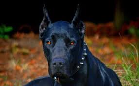 8 Of The Rarest Doberman Colors Ever Rarest Org