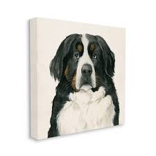 Presenting your bernese mountain dog puppy with many different dogs and people will help ensure they live up to their reputation of being nonaggressive what will my berner eat? Stupell Industries Bernese Mountain Dog Portrait Family Farm Pet Target