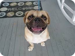 Hours may change under current circumstances Cumberland Md Pug Meet Bugaboo A Pet For Adoption