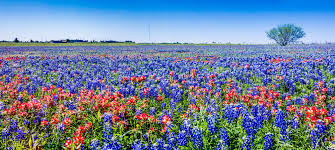 Kremp florist is your trusted source for flowers in bend, oregon! Taking Up A Hobby Texas Wildflowers 2021 Roverpass