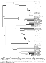 Image result for Dichilus lebeckioides