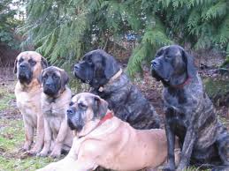 Earn points & unlock badges learning, sharing & helping adopt. Dog For Adoption Meet More Mastiffs A Mastiff In Chicago Il Petfinder