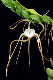 Image result for Angraecum