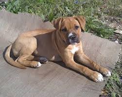 Pitbull Boxer Mix Black And Brown Pin On My Stuff