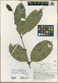 Image result for Strychnos lucens