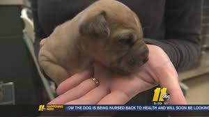 Maybe you would like to learn more about one of these? Puppy Thrown Into Frozen Ditch Gets A Second Chance At Life Abc7 Chicago