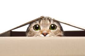 Beli aneka produk rumah kucing online terlengkap dengan mudah, cepat & aman di tokopedia. Diy Kandang Kucing Lucu Tetap Nyaman Tanpa Keluar Banyak Uang Merdeka Com