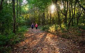 One day, he saw a light from an old hut and found an old woman crying. What Is Our Relationship To Woods And Forests Forestry England