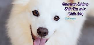 Hello, we have several litters of shihtzu & shihchon & teddybear puppies for sale in flushing, bayside, queens ny, new york available now & the rest … American Eskimo Shih Tzu Mix Shih Mo