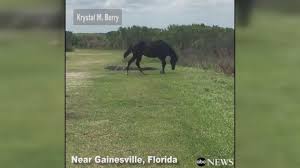 Hours may change under current circumstances Horse Attacks Alligator Near Gainesville Florida Video Abc News