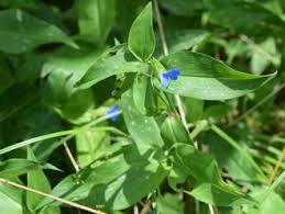 Image result for Commelina