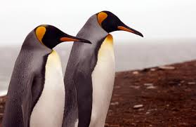 The world's biggest colony of king penguins has shrunk by almost 90% since the 1980s, scientists have discovered. Climate Change Disappeared 88 Percent Of The World S Biggest Penguin Colony The Outline