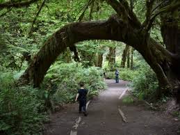 It is home to hidden, watery gems, each shimmering and shining underneath majestic peaks. Top 10 Things To Do With Kids In Olympic National Park