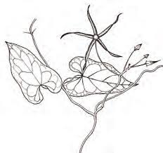 Image result for Buchnera pusilliflora