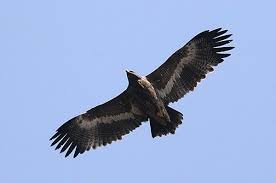 Orzel W Locie Zdjecia Szukaj W Google Bald Eagle Eagle Animals