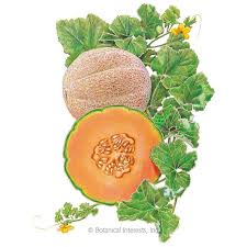Hearts Of Gold Cantaloupe Muskmelon Melon Seeds Cantaloupe Muskmelon Fruit Illustration