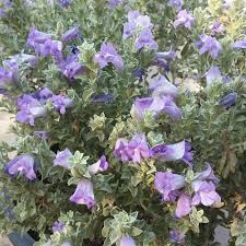 Enjoy big savings and have these healthy essentials delivered to your door! Emu Blue Bells Harlow Gardens