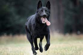 We did not find results for: The Black German Shepherd Dog German Shepherd Country