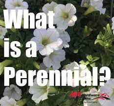 And if you are busy deadheading your flowers—stop! What Is A Perennial Ace Hardware Of Fort Collins