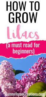 How To Grow Beautiful Lilacs Easily Lilac Lilac Plant Lilac Bushes