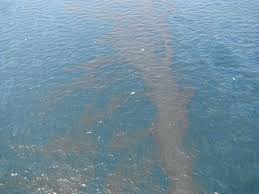 Measure the water level using one of the following methods and record your. Deepwater Horizon Oil Spill Summary Effects Cause Clean Up Facts Britannica