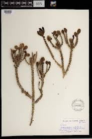 Image result for Hebenstretia angolensis