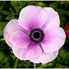 Poppy Anemone Anemone Coronaria Beautiful Flower Pictures Blog Floral Photography By Pat Beautiful Flowers Pictures Anemone Flower Pictures Anemone Flower