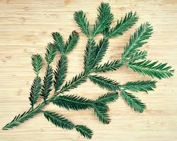 Check spelling or type a new query. Foraging For Pine Needles And Other Conifer Needles