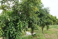 Image result for Cola pierlotii