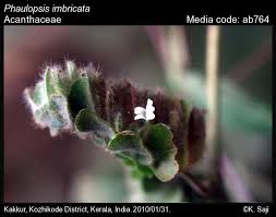 Image result for Phaulopsis sangana