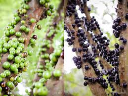 How much cold is required is dependent on the variety, but because of this condition, no species of prunus can successfully grow in tropical places. Jabuticaba The Tree That Bear Fruits On Its Trunk Amusing Planet