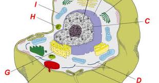 Check spelling or type a new query. Unicellular Organisms Lacking A Nucleus And Other Membrane Bound Organelles Circular Dna Description F Animal Cell Structure Animal Cell Parts Cell Structure
