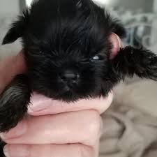 We invest a lot of time, effort and passion in our little ones. North East Imperial Shih Tzu Puppies Home Facebook