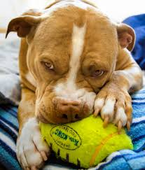 Fotograf Oyun Ev Kopek Yavrusu Hayvan Evcil Hayvan Portre Memeli Oyuncak Buldog Omurgali Kopek Turu Mazama Pitbull Pitbullmix Msh0514 Msh05149 Eski Ingiliz Bulldog Memeli Gibi Kopek Olde Ingilizce Bulldogge Oyuncak Bulldog