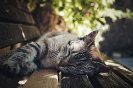 The cat may need to be kept for observation to watch for possible signs of a second stroke occurring. Heat Stroke In Cats Signs How To Help Litter Robot Blog