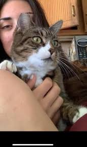 Lost black cat in Sandyville, Ohio