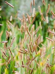 Image result for Turraea nilotica