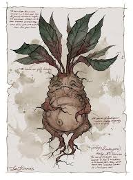 Mandrake By Irenhorrors Harry Potter Drawings Harry Potter Art Harry Potter Creatures