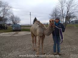 Camels do not store water in their humps. Camels For Sale