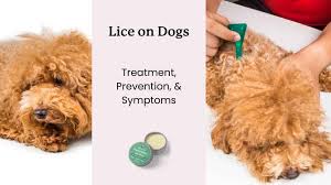 Image result for what do lice look like in dog fur