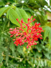 Image result for Jatropha multifida