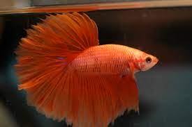 There are 421 orange betta fish for sale on etsy, and they cost $18.04 on average. Siamese Fighting Fish Wikipedia