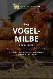 Milben Im Huhnerstall Bekampfen Tipps Und Strategien Um Die Rote Vogelmilbe Und Andere Lastlinge Im Huhne In 2020 Huhnerstall Milben Huhner Huhnerhaltung Im Garten