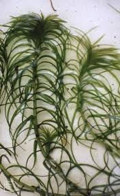 Image result for Lagarosiphon muscoides