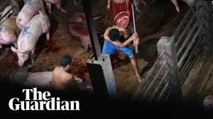 Lucky goat shot for the pleasure of a lady. Secret Slaughterhouse Video Reveals Brutal Treatment Of Pigs In Cambodia Environment The Guardian