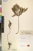 Image result for Cheilanthes schimperi