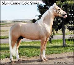 2 blue eyes, big blaze, gorgeous palomino color…. Slush Creek Walkers Tennessee Walking Horse Sold Slush Creeks Gold Strike Twhbea 982526